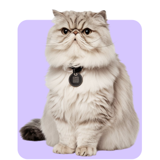 Fluffy Cat