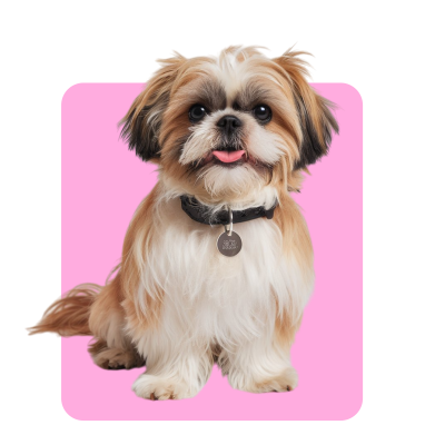 Cute Dog