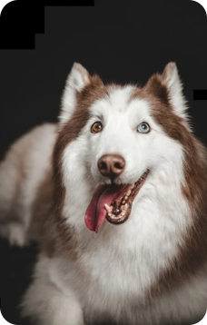 Cute Dog